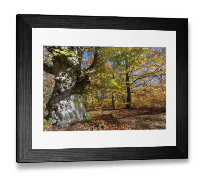 Framed Print : Old copper beech (Fagus sylvatica) in autumn Framed Print : Old copper beech (Fagus sylvatica) in autumn