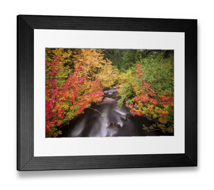Framed Print : Trees with colourful autumn colours Framed Print : Trees with colourful autumn colours