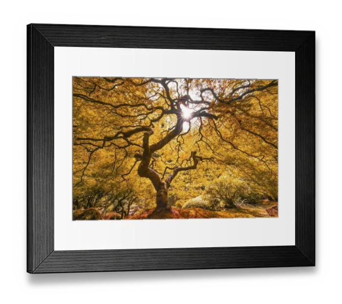 Framed Print : Downy Japanese Maple (Acer japonicum) with autumn colour