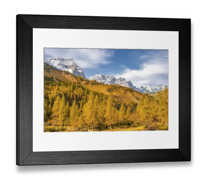 Framed Print : Yellow larches in autumn, snow-covered mountain peaks in the background