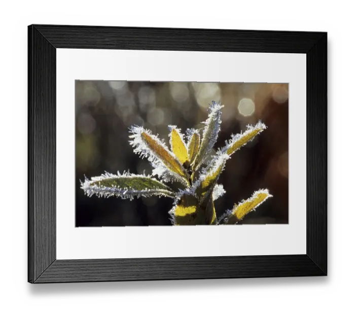Framed Print : Hoar frost crystals on autumnal blueberry bush