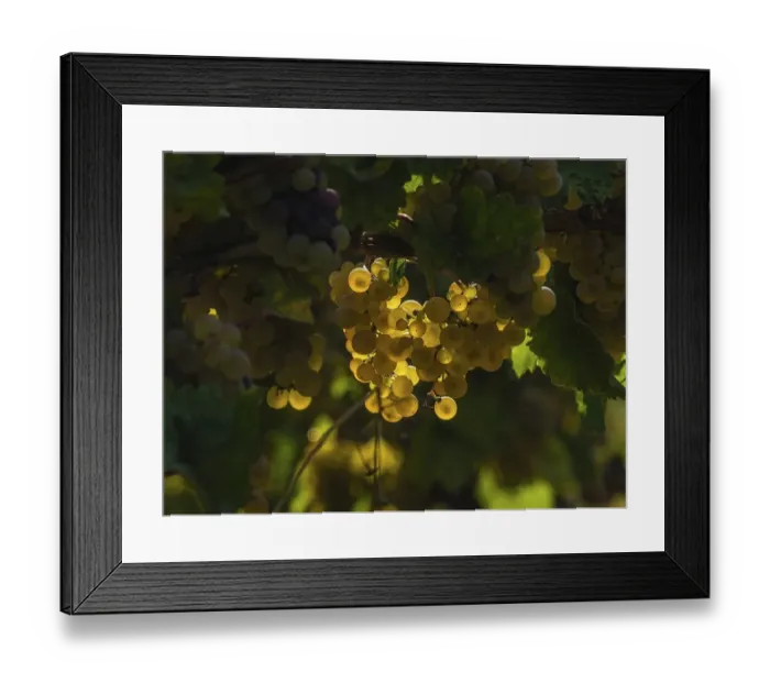Framed Print : White grapes on the vine in backlight Framed Print : White grapes on the vine in backlight