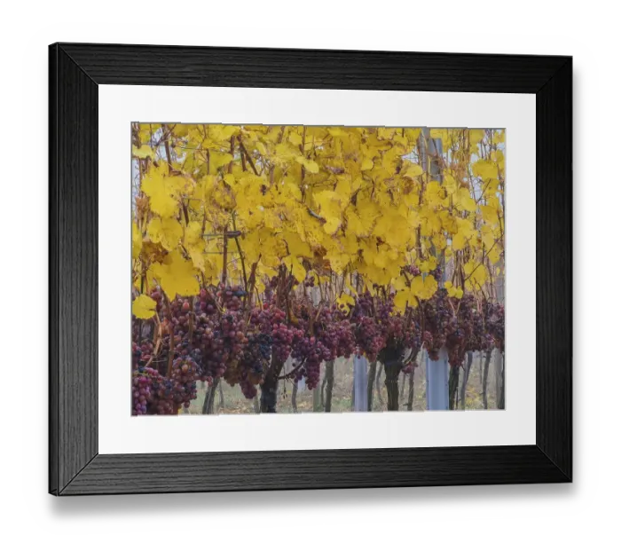 Framed Print : Ripe red grapes, yellow vine leaves Framed Print : Ripe red grapes, yellow vine leaves