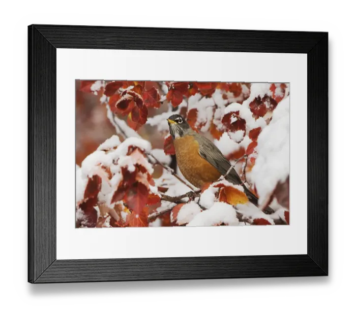 Framed Print : American Robin (Turdus migratorius) Framed Print : American Robin (Turdus migratorius)
