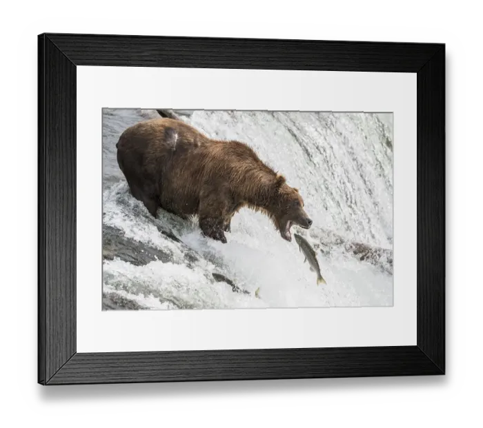 Framed Print : Brown bear (Ursus Arctos) during salmon fishing Framed Print : Brown bear (Ursus Arctos) during salmon fishing