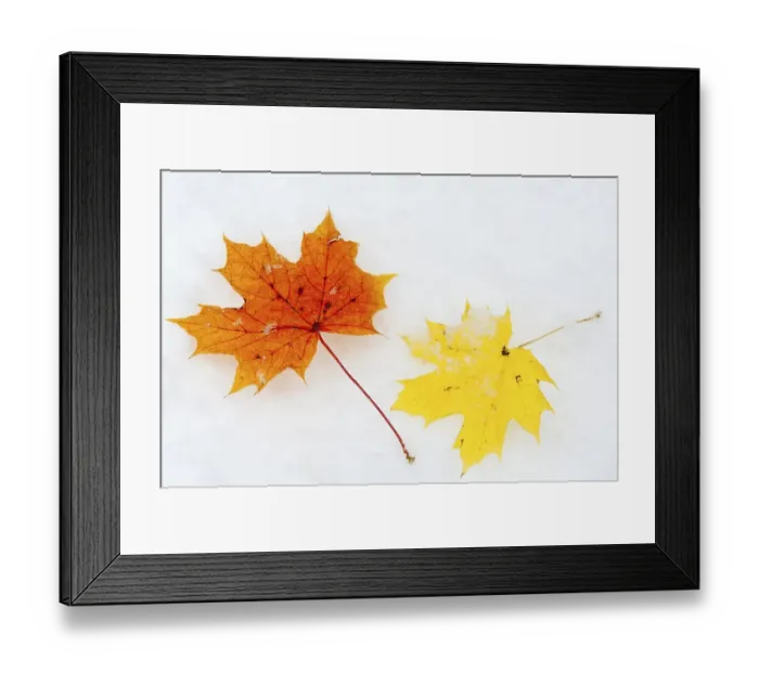 Framed Print : Autumn leaves, Norway Maple leaves (Acer platanoides) in the snow