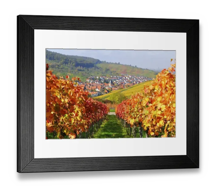 Framed Print : Vineyards in autumn, Weinstadt-Sruempfelbach Framed Print : Vineyards in autumn, Weinstadt-Sruempfelbach