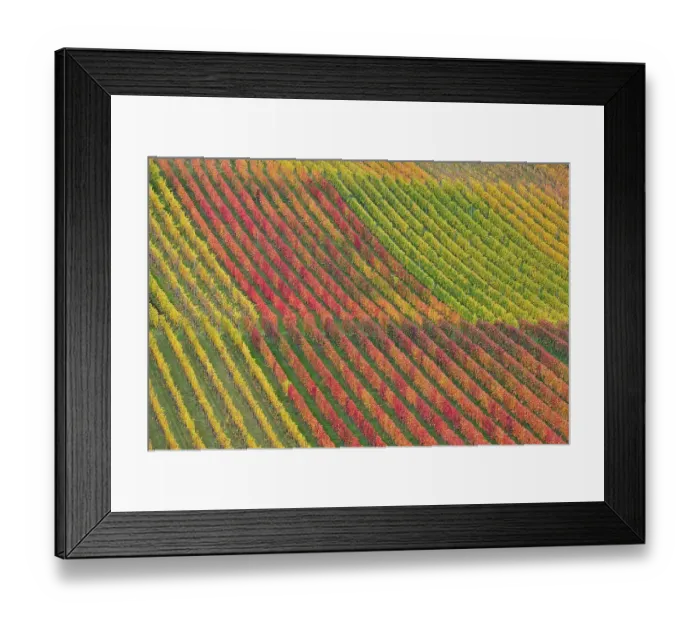 Framed Print : Vineyards, Baden-Wuerttemberg, Germany, Europe Framed Print : Vineyards, Baden-Wuerttemberg, Germany, Europe