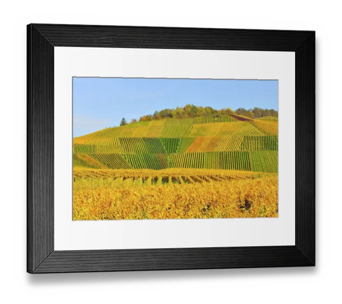 Framed Print : Vineyards in autumn, near Fellbach Framed Print : Vineyards in autumn, near Fellbach