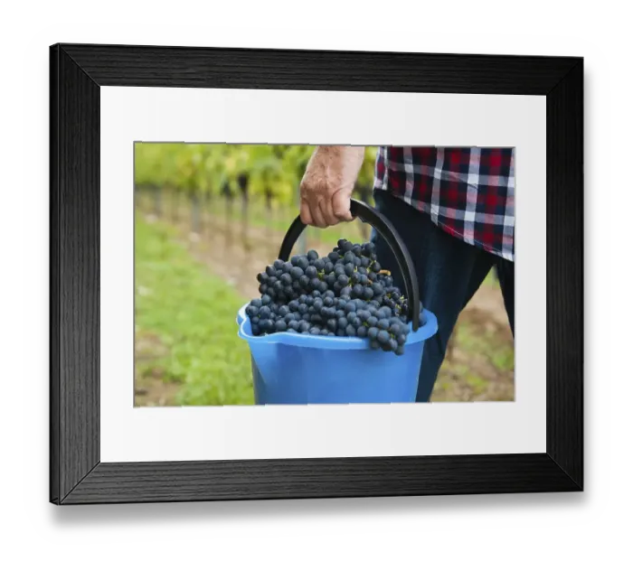 Framed Print : Winemaker or vintner harvesting grapes in his vineyard