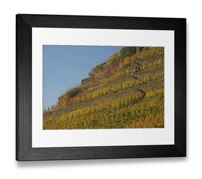 Framed Print : Vineyard in autumn, red wine-growing region of the Pinot Noir and Portuguese grape varieties Framed Print : Vineyard in autumn, red wine-growing region of the Pinot Noir and Portuguese grape varieties