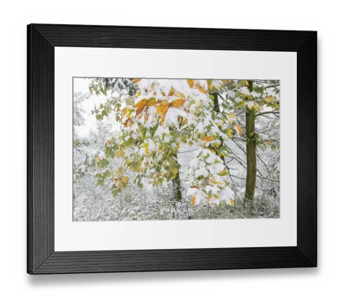 Framed Print : Early onset of winter, maples (Acer sp) Framed Print : Early onset of winter, maples (Acer sp)
