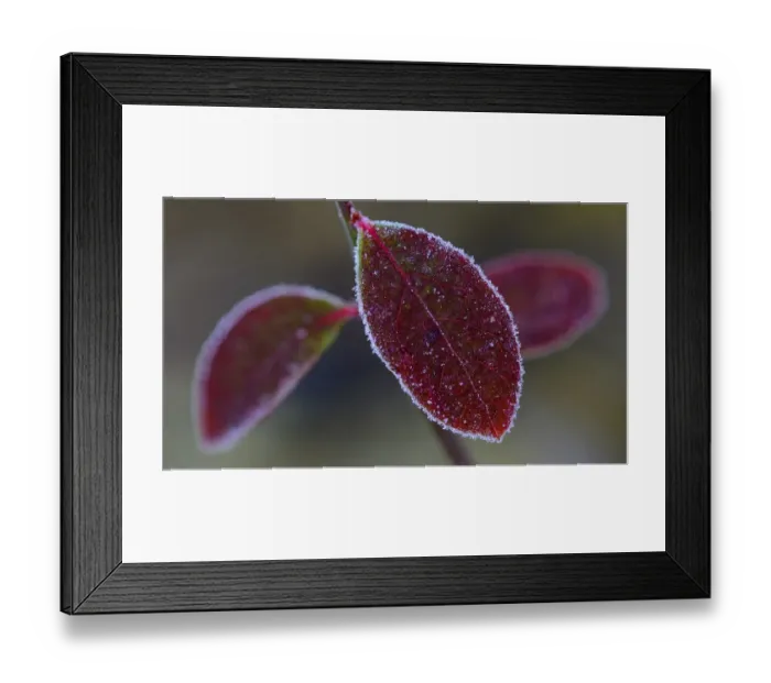 Framed Print : Autumnally colored leaf of blueberry (Vaccinium myrtillus) with ice crystals