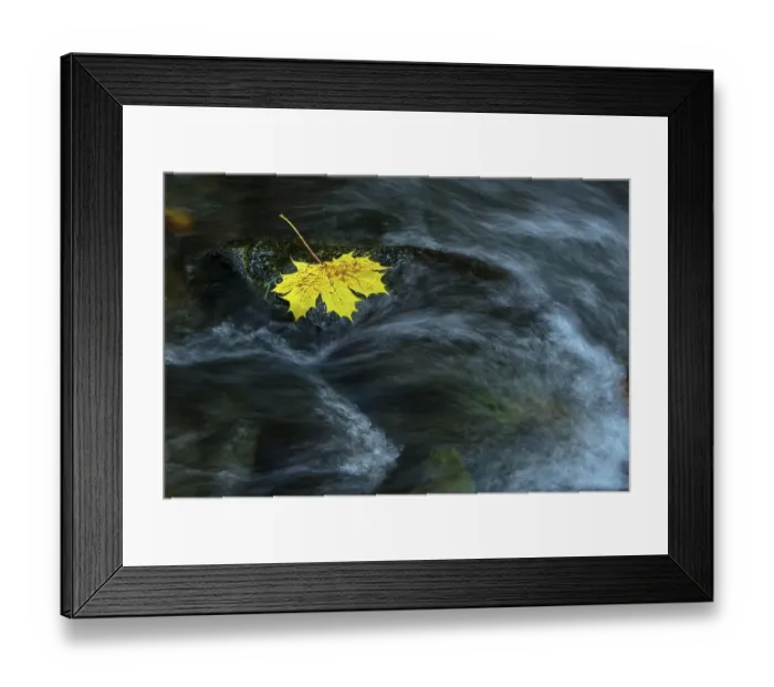 Framed Print : Autumn leaves in the flowing water of the Bode in the Harz Mountains Framed Print : Autumn leaves in the flowing water of the Bode in the Harz Mountains