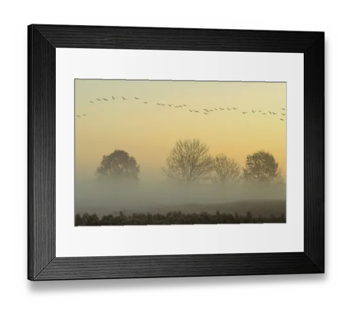 Framed Print : Migrating cranes (grus grus) in autumn over trees in misty landscape