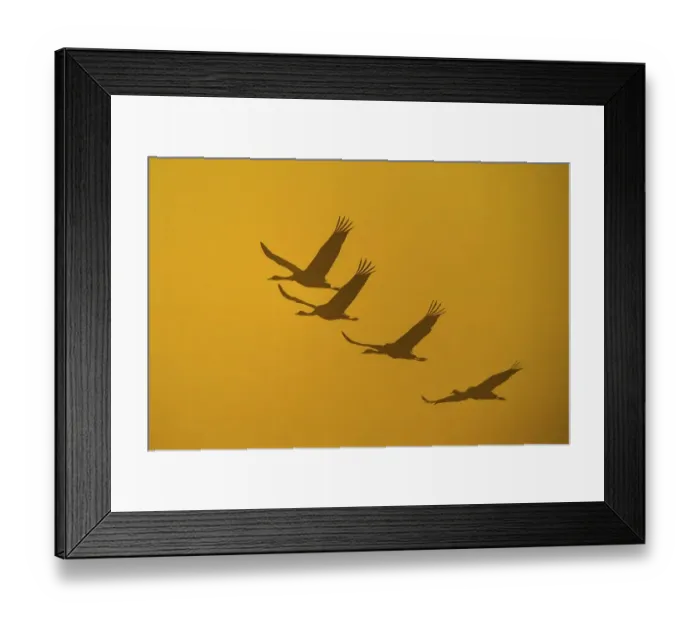 Framed Print : Flying Cranes (grus grus) in front of morning sky