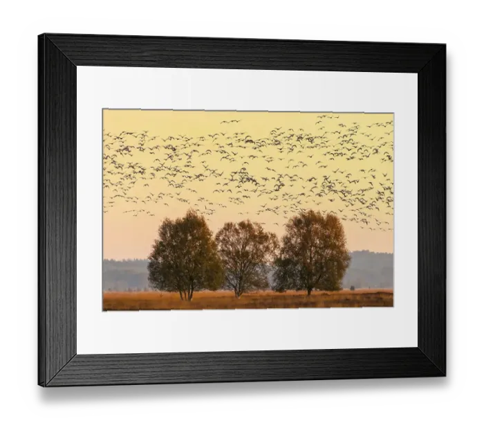 Framed Print : Pulling Greylag goose ( anser anser) in front of the red evening sky Framed Print : Pulling Greylag goose ( anser anser) in front of the red evening sky