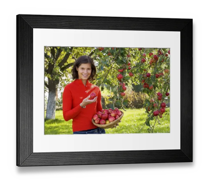Framed Print : Young woman harvesting apples, 24 years Framed Print : Young woman harvesting apples, 24 years