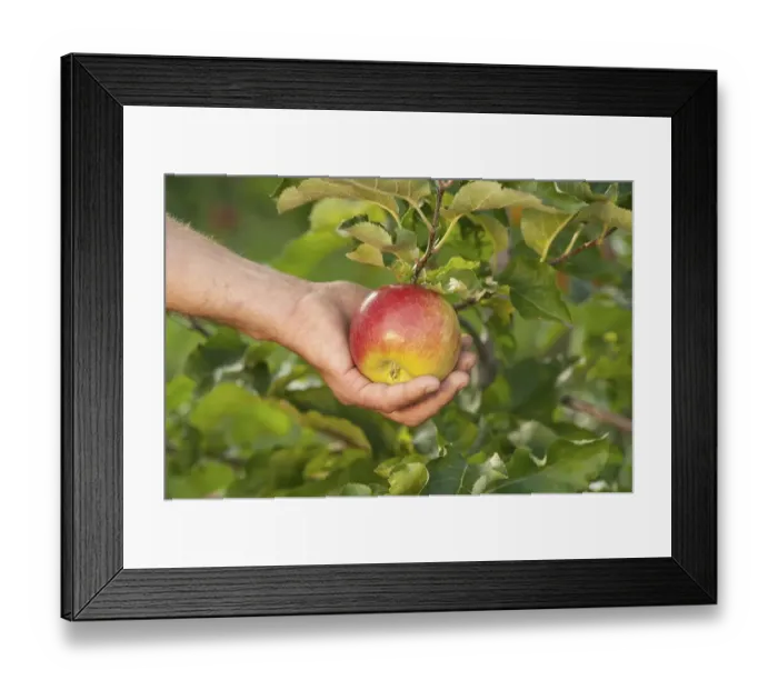 Framed Print : Hand picking apple, apple harvest Framed Print : Hand picking apple, apple harvest