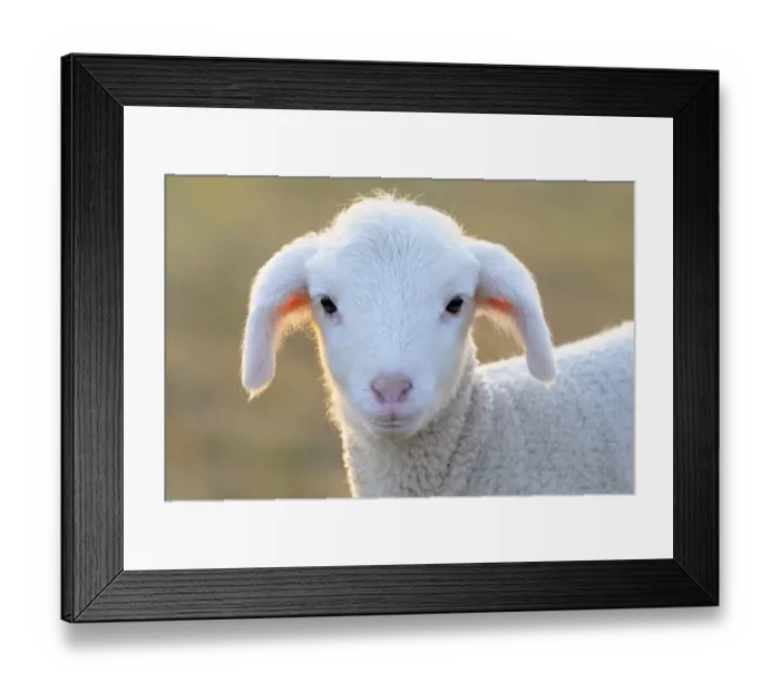 Framed Print : Domestic sheep, merino sheep, lamb, portrait Framed Print : Domestic sheep, merino sheep, lamb, portrait
