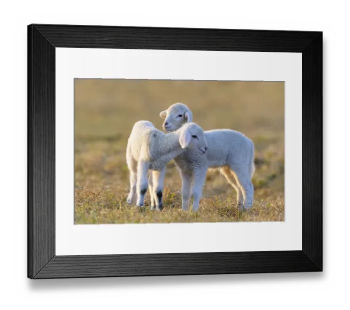 Framed Print : Domestic sheep, merino sheep, lambs