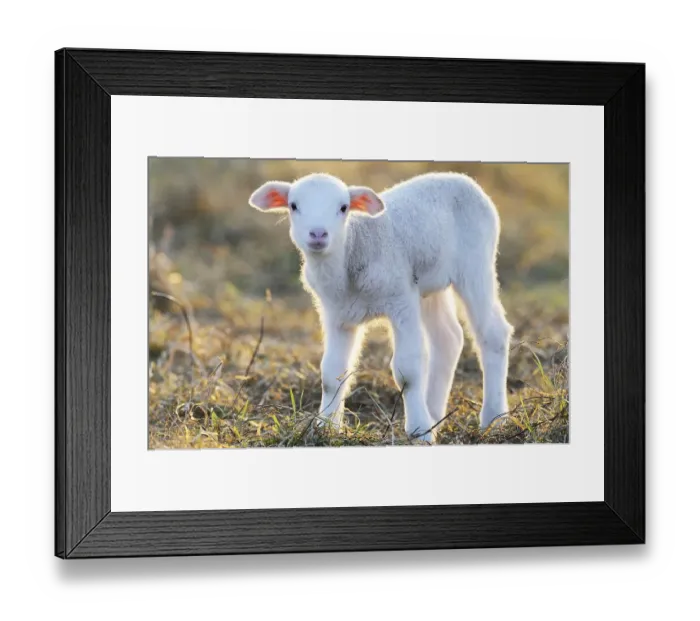Framed Print : Domestic sheep, merino sheep, lamb