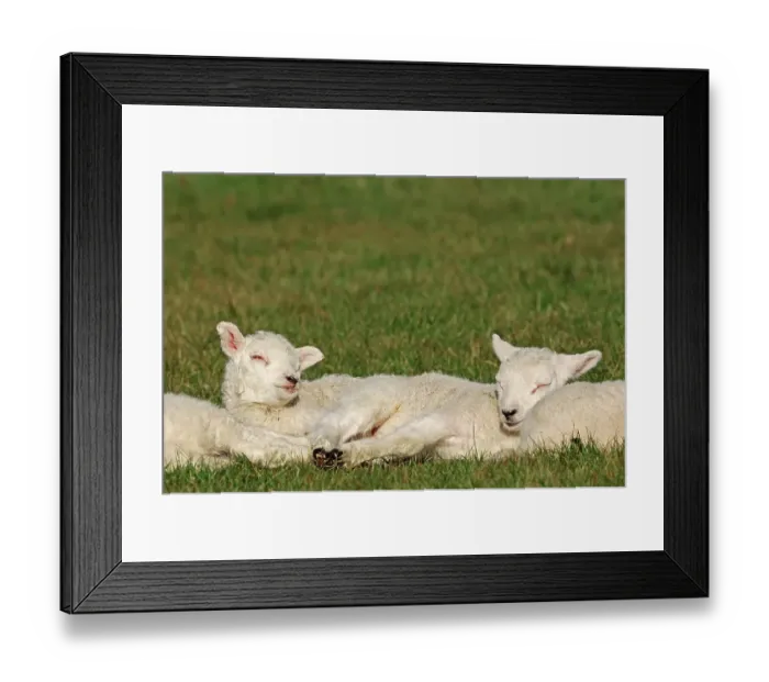 Framed Print : Domestic Sheep (Ovis orientalis aries) Framed Print : Domestic Sheep (Ovis orientalis aries)