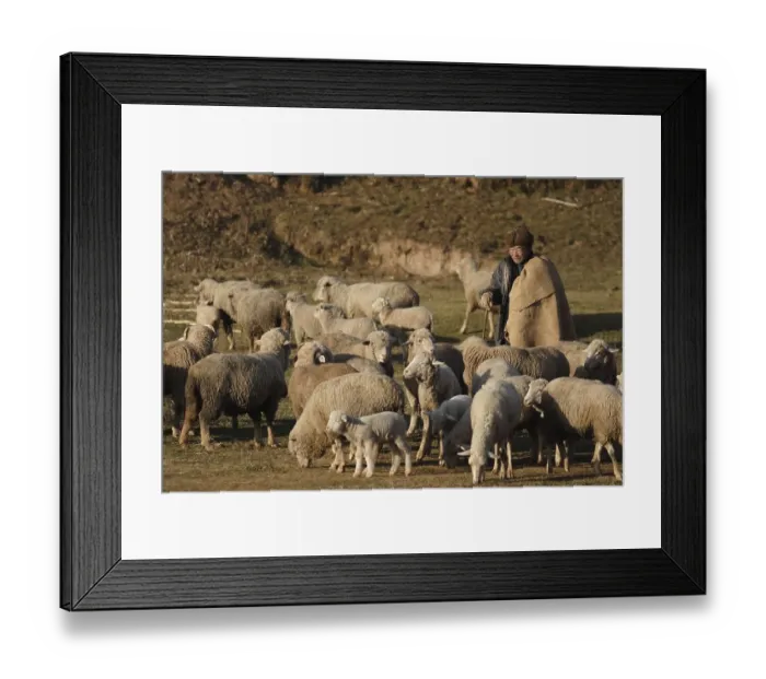 Framed Print : Shepherd with sheep flock, ewes and lambs in december