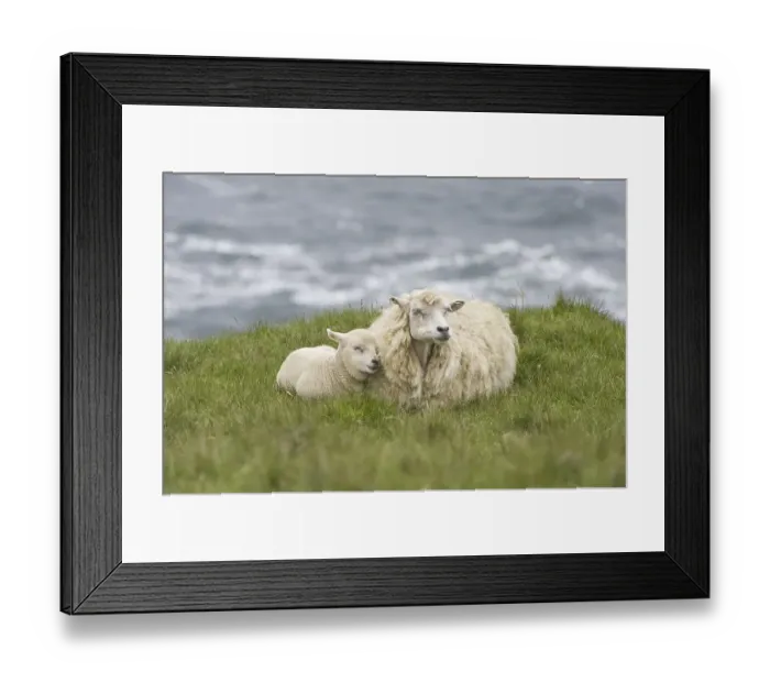 Framed Print : Sheep, Shetland ewe with lamb, resting on coastal pasture