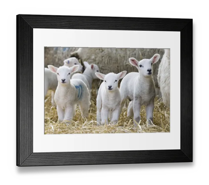 Framed Print : Domestic sheep, lambs, standing with ewes on straw bedding