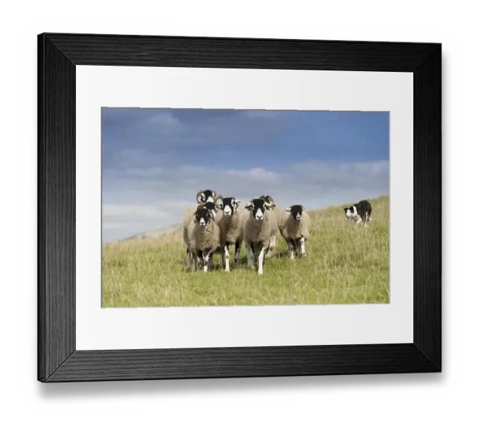 Framed Print : Border collie sheepdog working a flock of swaledale sheep in an upland pasture Framed Print : Border collie sheepdog working a flock of swaledale sheep in an upland pasture