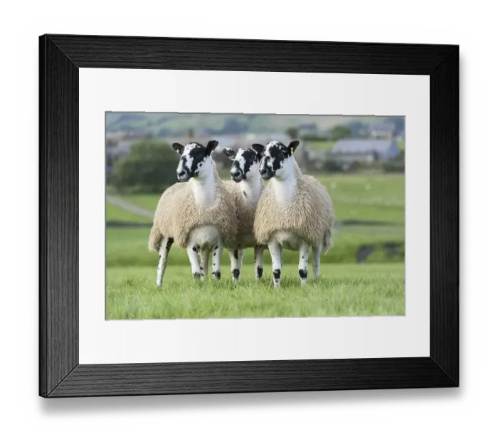 Framed Print : North of England mule gimmer lambs ready for autumn sales Framed Print : North of England mule gimmer lambs ready for autumn sales
