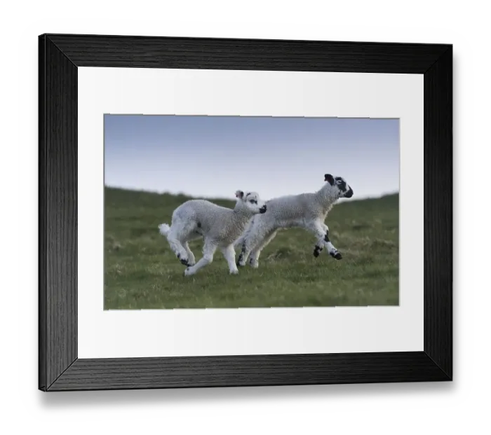Framed Print : Young lambs running and jumping on a spring evening