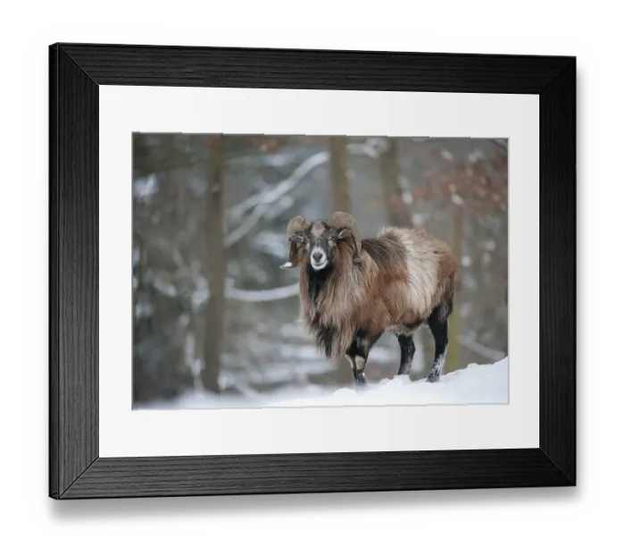 Framed Print : Ram (Ovis) in winter