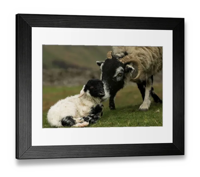 Framed Print : Domestic sheep, Swaledale ewe cuddling one of the newborn twin lambs