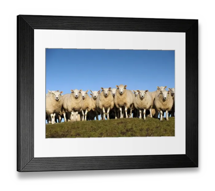 Framed Print : Domestic Sheep, Beltex, flock standing on hillside