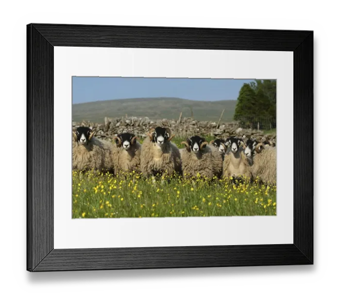 Framed Print : Domestic Sheep, Swaledale rams Framed Print : Domestic Sheep, Swaledale rams