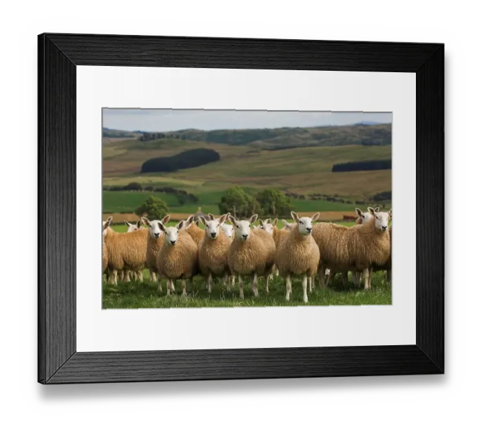 Framed Print : Domestic Sheep, mules, Cheviot ewe x Blue-faced Leicester ram Framed Print : Domestic Sheep, mules, Cheviot ewe x Blue-faced Leicester ram