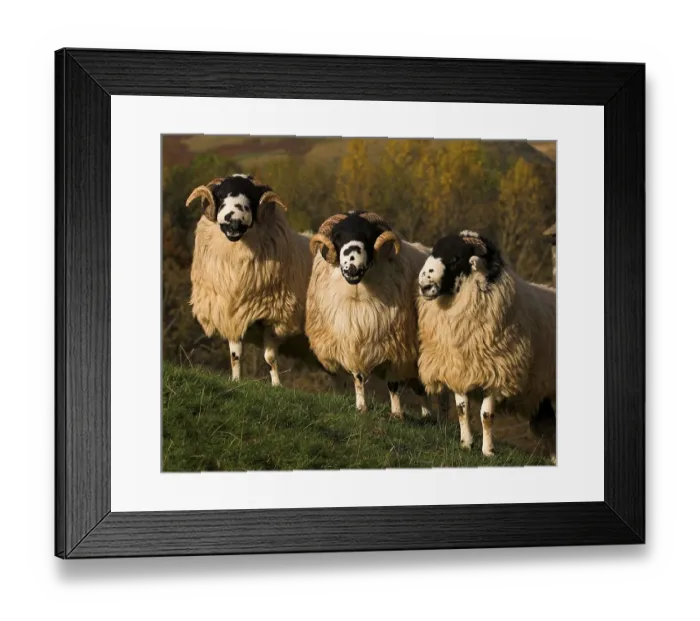 Framed Print : Domestic Sheep, Rough Fell, three rams