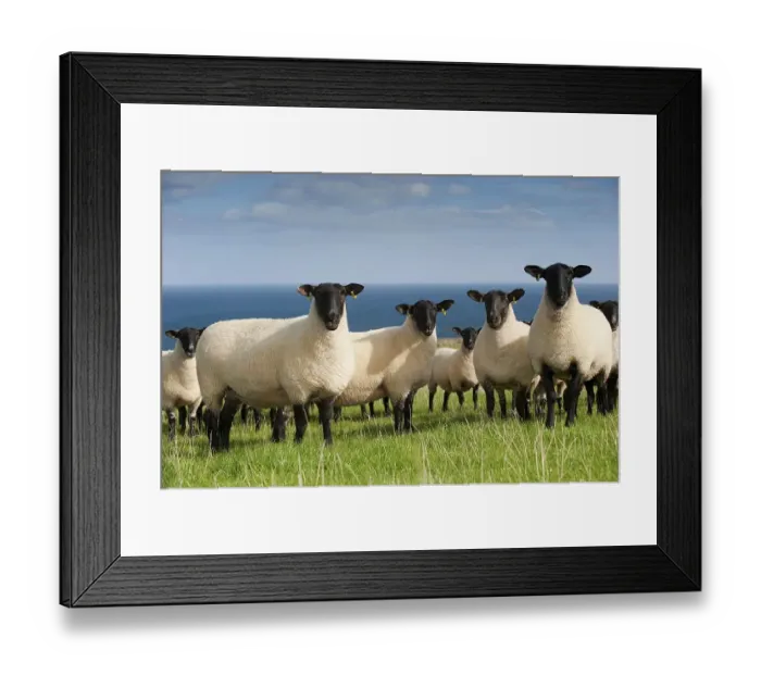 Framed Print : Domestic Sheep, Suffolk crossbreed ewes