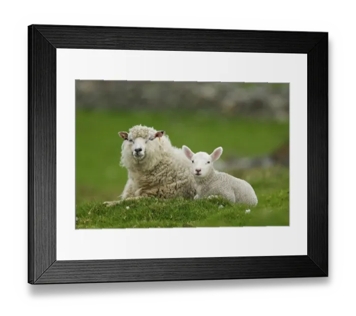 Framed Print : Domestic Sheep, ewe with lamb, resting in pasture Framed Print : Domestic Sheep, ewe with lamb, resting in pasture