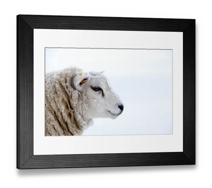 Framed Print : Domestic Sheep, Texel, adult, covered with snow Framed Print : Domestic Sheep, Texel, adult, covered with snow