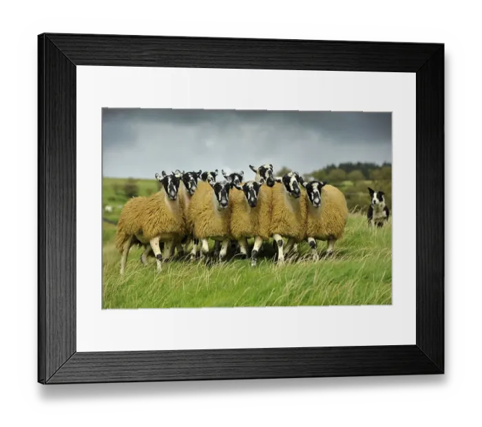 Framed Print : Domestic Sheep, crossbred mule ewe lambs