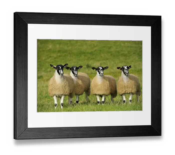Framed Print : Domestic Sheep, crossbred mule ewe lambs