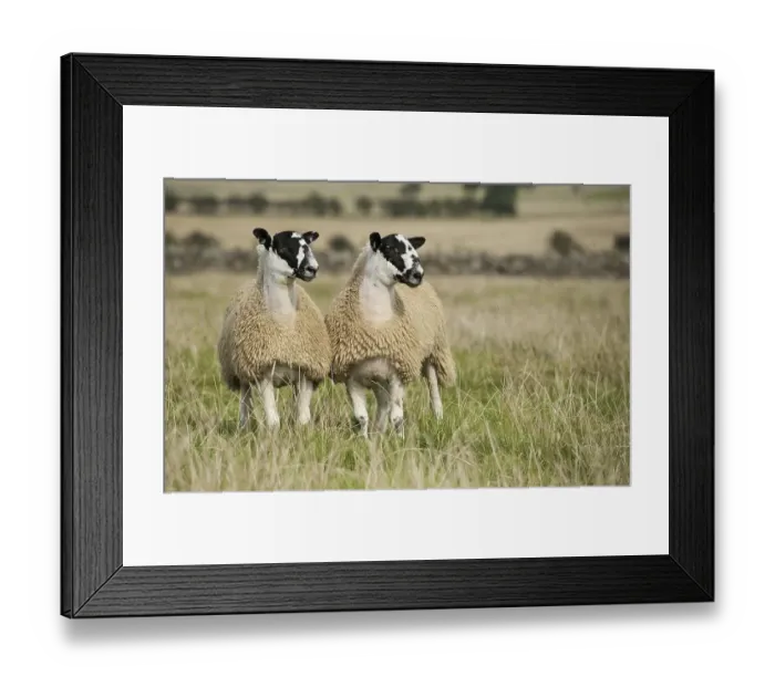 Framed Print : Domestic sheep, pets, ungulates