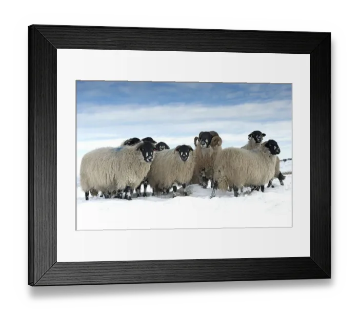 Framed Print : Domestic Sheep, Dalesbred flock