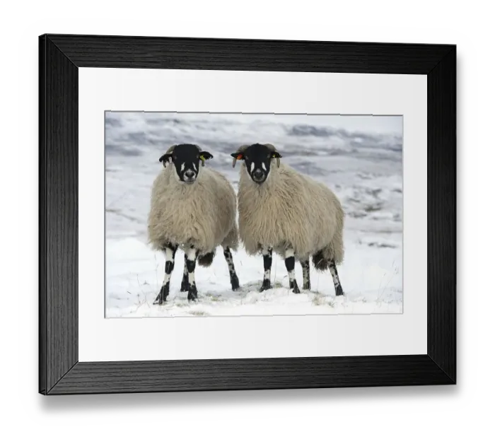 Framed Print : Domestic Sheep, Dalesbred, two ewes