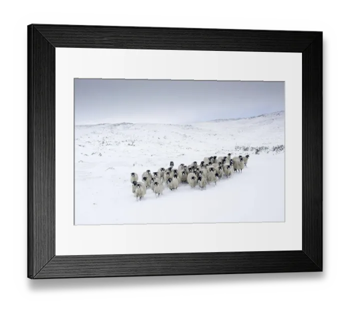 Framed Print : Swaledale Sheep, Swaledale Sheep