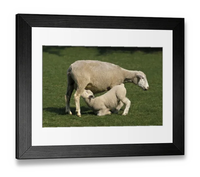 Framed Print : ILE DE FRANCE SHEEP, A FRENCH BREED Framed Print : ILE DE FRANCE SHEEP, A FRENCH BREED