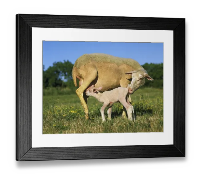 Framed Print : Domestic Sheep, Ewe and Lamb Suckling